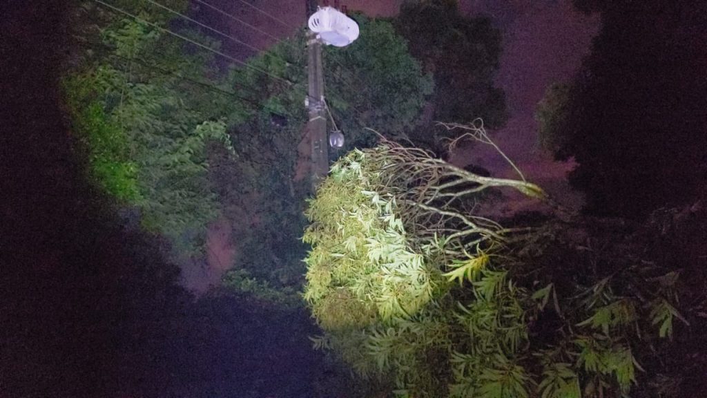 Moradores do Lago Azul reclamam de falta de energia quando chove; árvore caiu no meio da rua