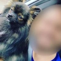Imagem referente a Médico que matou cachorro tem punibilidade extinta