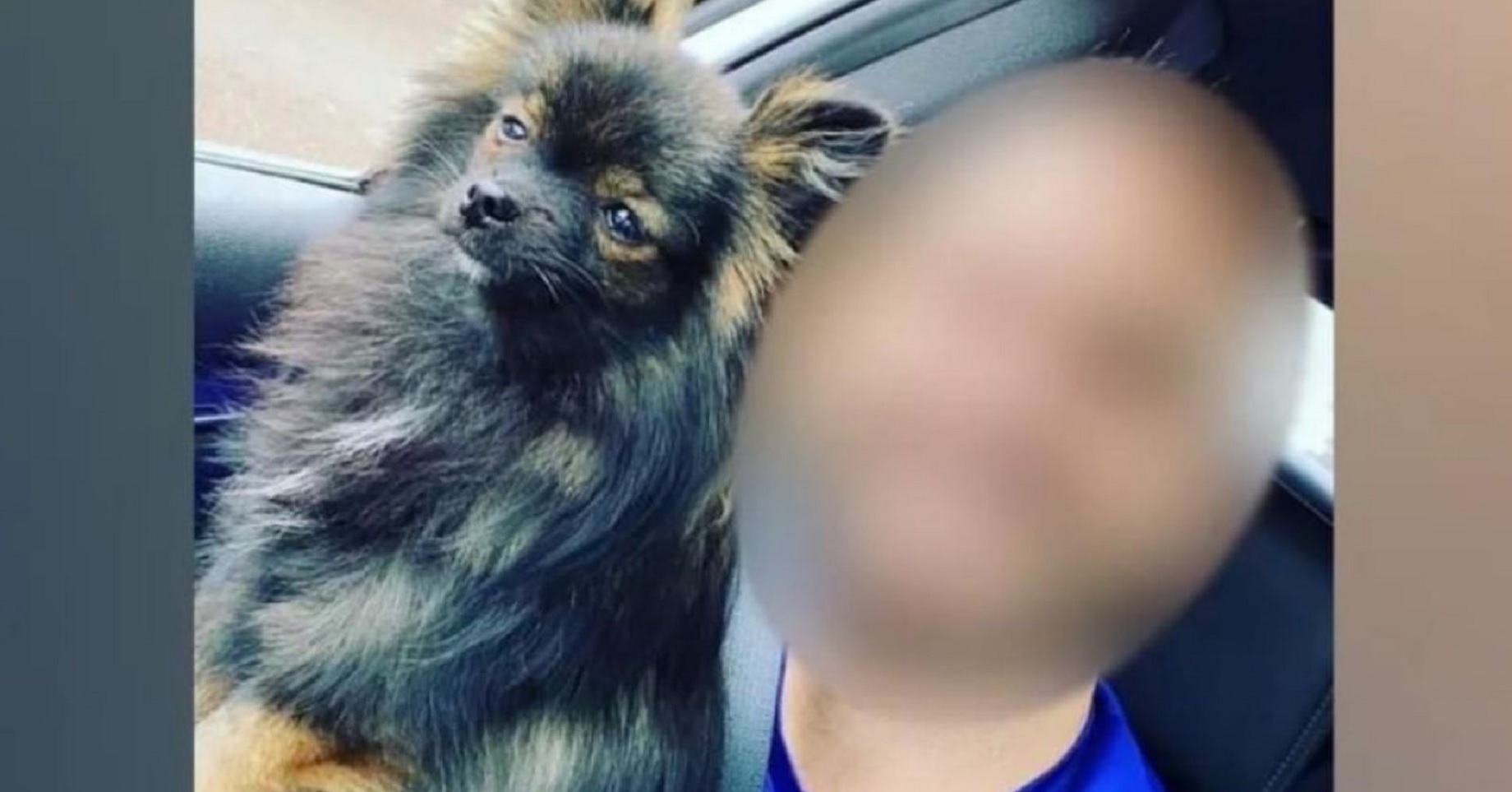 Médico que matou cachorro tem punibilidade extinta