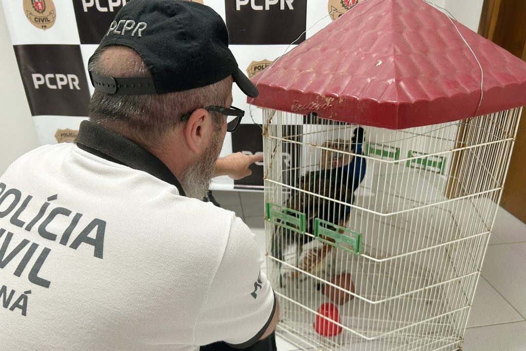 Pavão furtado é recuperado pela Polícia Civil