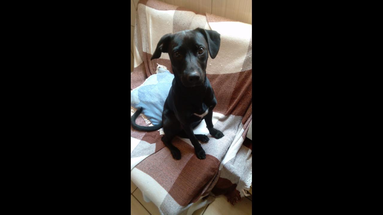 Cachorro Negrito desapareceu no Centro | CGN