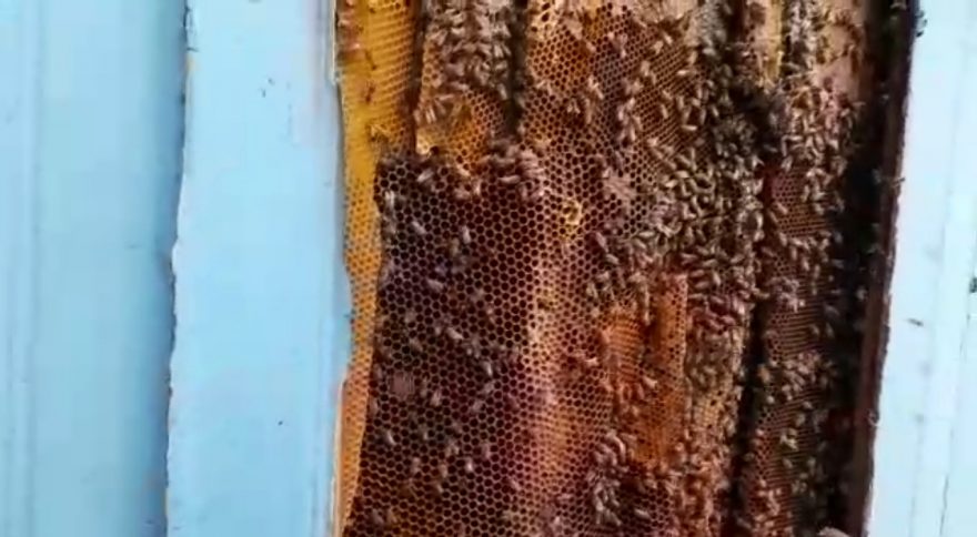 Enxame gigante de abelhas é retirado pela Defesa Civil no Bairro Mirante