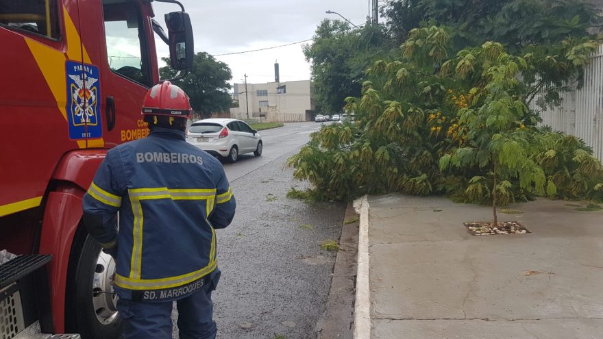 Galho de árvore é arrancado com a força do vento e Bombeiros são acionados