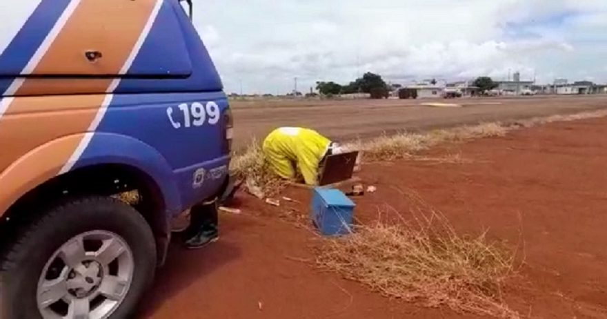 Enxame de abelhas é retirado pela Defesa Civil na pista do Aeroporto