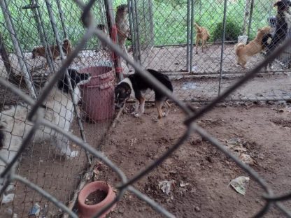 Curitiba – Polícia Civil e Proteção Animal resgatam cães no bairro São Lourenço Imagem referente a Curitiba – Polícia Civil e Proteção Animal resgatam cães no bairro São Lourenço