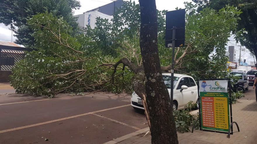 Árvore cai e atinge veículo estacionado no Centro