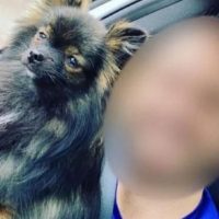 Imagem referente a Justiça concede guarda provisória do cachorro Bento à ONG