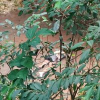 Imagem referente a Nelson Pedroso, que estava desaparecido, foi encontrado afogado em riacho no Parque Verde