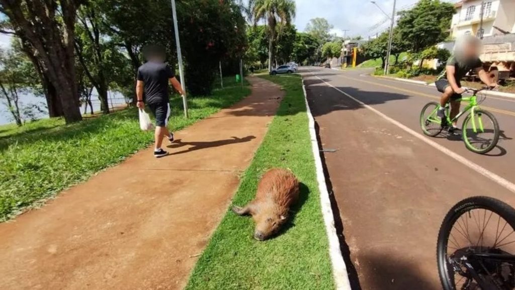 Capivara morre após ser atropelada