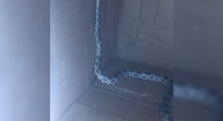 Corpo de Bombeiros é mobilizado para remoção de serpente no Cascavel Velho