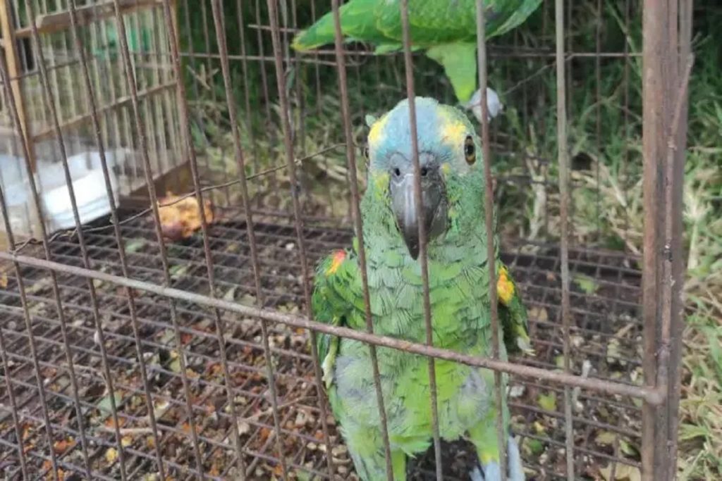 Polícia Ambiental resgata aves silvestres mantidas em imóvel rural de Umuarama