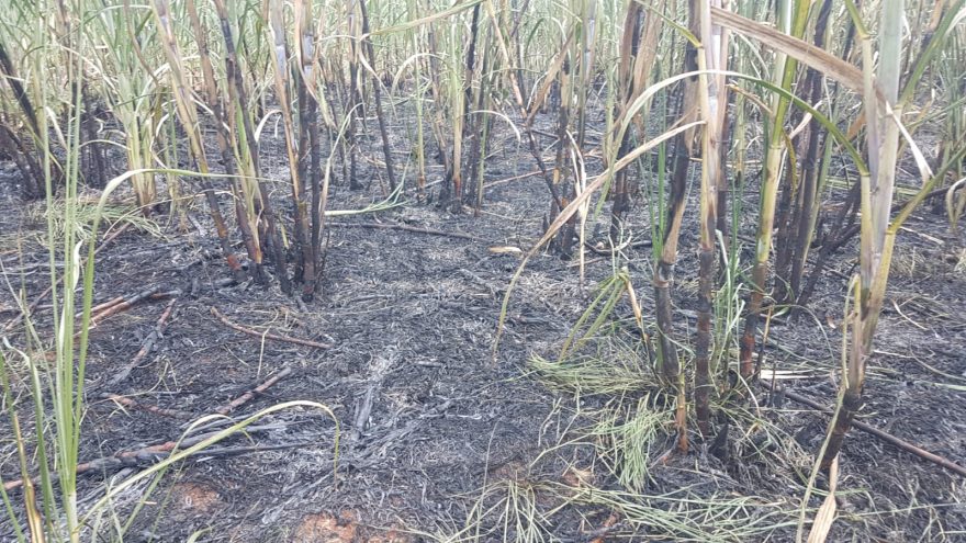 Bombeiros controlam incêndio que atingiu canavial no Morumbi