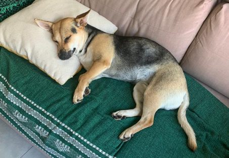 Cachorrinha Sol desaparece de residência entre os Bairros Parque São Paulo e Neva Imagem referente a Cachorrinha Sol desaparece de residência entre os Bairros Parque São Paulo e Neva
