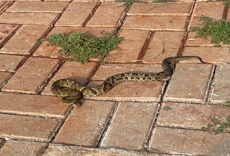 Que susto! Moradores amanhecem com cobra no quintal de casa