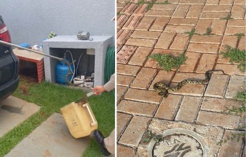 Imagem referente a Tenente afirma que cobra jararaca capturada em Cascavel é muito arisca e peçonhenta