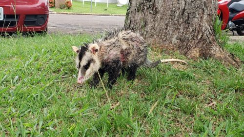 Imagem referente a Quem pode ajudar? Gambá é atacado por animais em frente à Unioeste, mas nenhum órgão se diz responsável pelo apoio