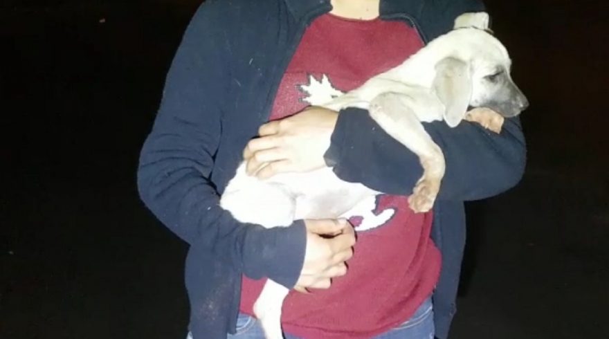 Bombeiros resgatam cãozinho que caiu em bueiro, no Santo Onofre