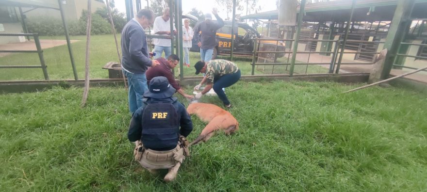 PRF resgata espécie de cervo ameaçada de extinção
