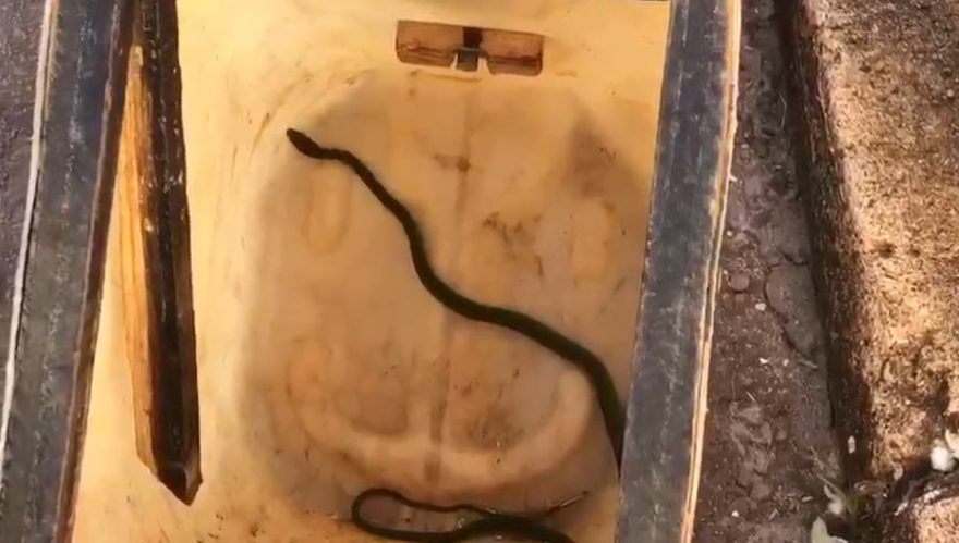 Cobra em igreja mobiliza Corpo de Bombeiros no Centro