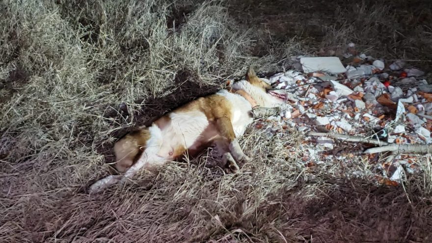 Homem ao atropelar cão: “se abandono sou culpado, se chamo socorro ninguém vem”