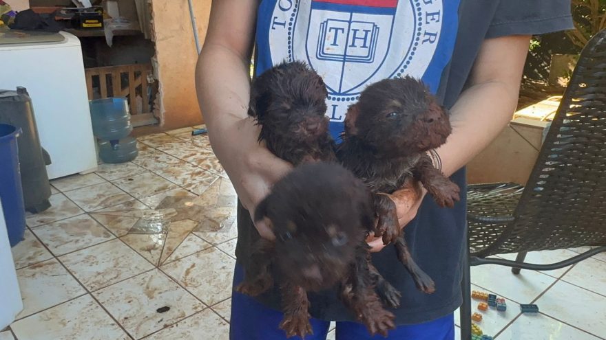 Três cachorrinhos caem em fossa e Corpo de Bombeiros realiza resgate