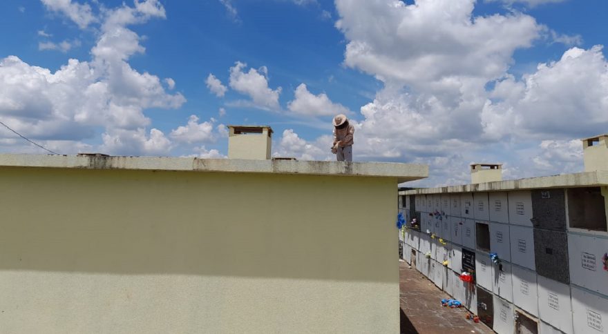 Enxame de abelhas é retirado pela Defesa Civil no Cemitério Jardim da Saudade