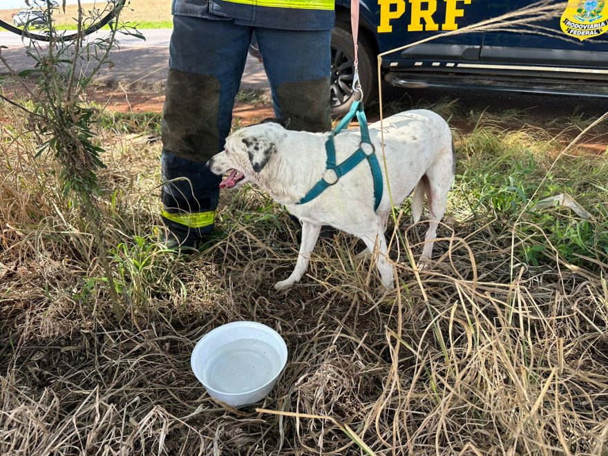 Cachorrinho que ficou ferido em capotamento recebeu cuidados dos bombeiros até a chegada dos donos