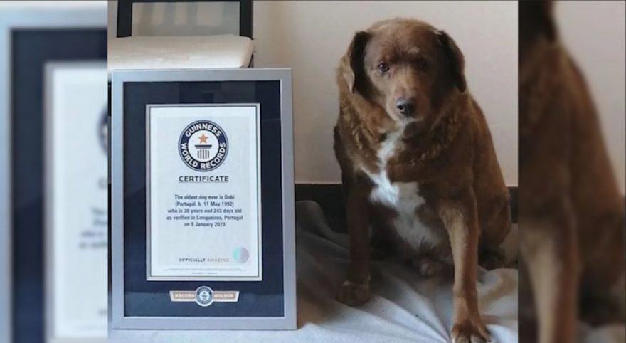 Cão de 30 anos quebra recorde do ‘Guinness’ e é o mais velho já registrado