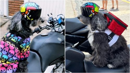 Cadelinha resgatada faz sucesso trabalhando como entregadora de delivery Imagem referente a Cadelinha resgatada faz sucesso trabalhando como entregadora de delivery