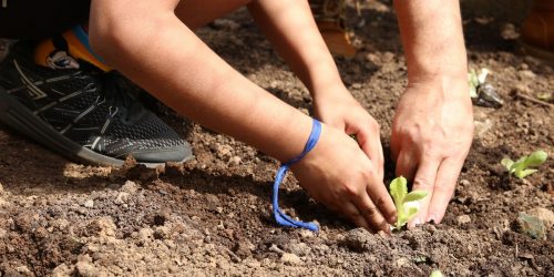 Imagem referente a Curso orienta educadores sobre como levar a natureza para as escolas