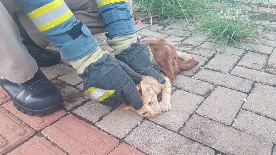 Bombeiros resgatam gatinho preso em cerca de arame no Centro