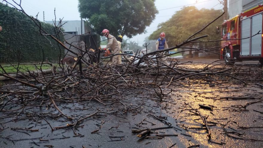 Árvore cai e interdita rua no bairro Cancelli