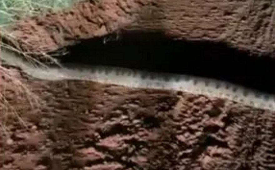 Conhece? vídeo mostra Sucuri atravessando estrada rural no interior do Paraná