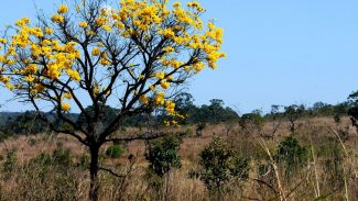 Cerca de 80% do desmatamento no Cerrado de MT foi feito ilegalmente
