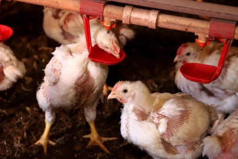 Governo do Paraná suspende participação de aves em eventos agropecuários por 90 dias
