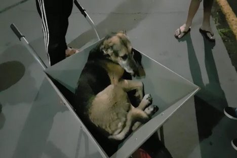 Motociclista sofre queda ao atropelar cachorro; animal ficou ferido