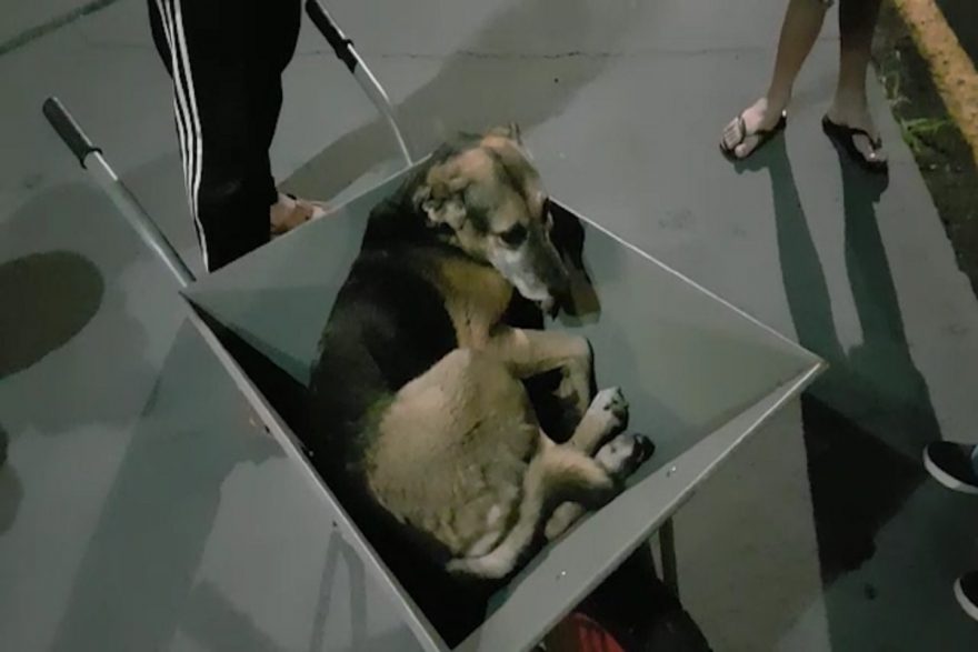 Motociclista sofre queda ao atropelar cachorro; animal ficou ferido