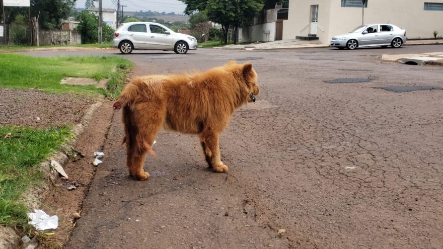 “Sem rabo e agonizando”: moradores estão preocupados com cachorro que teria sido mutilado