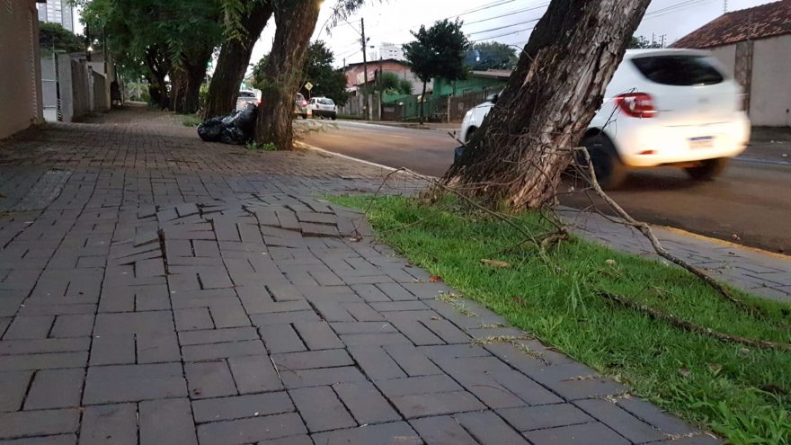 Premonição? árvore pendente coloca casa em risco: “deve cair nesta madrugada”