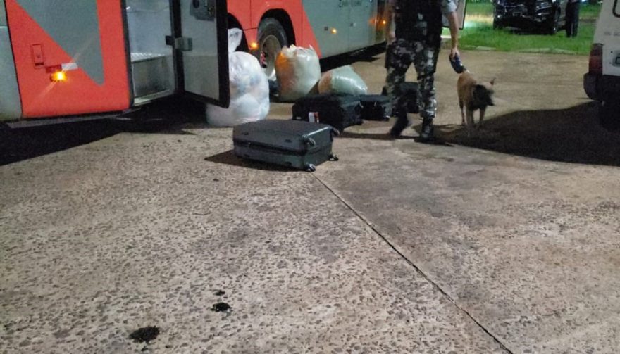 Cachorra Persa auxilia equipe da Choque em fiscalização a ônibus na Rodoviária