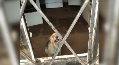 Temporal estraga estoque de rações e ONG de animais pede ajuda da população