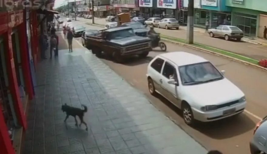 PEGA LADRÃO! Câmera flagra cachorro furtando sacola de calçados no Paraná