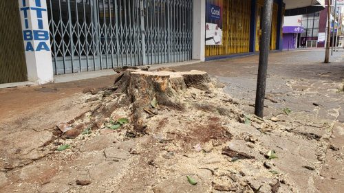 Morador questiona corte de árvore na Rua Carlos Gomes
