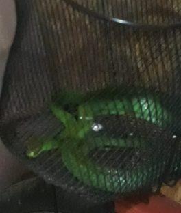 Tem medo? cobra d’água é capturada dentro de residência no Pioneiros Catarinenses