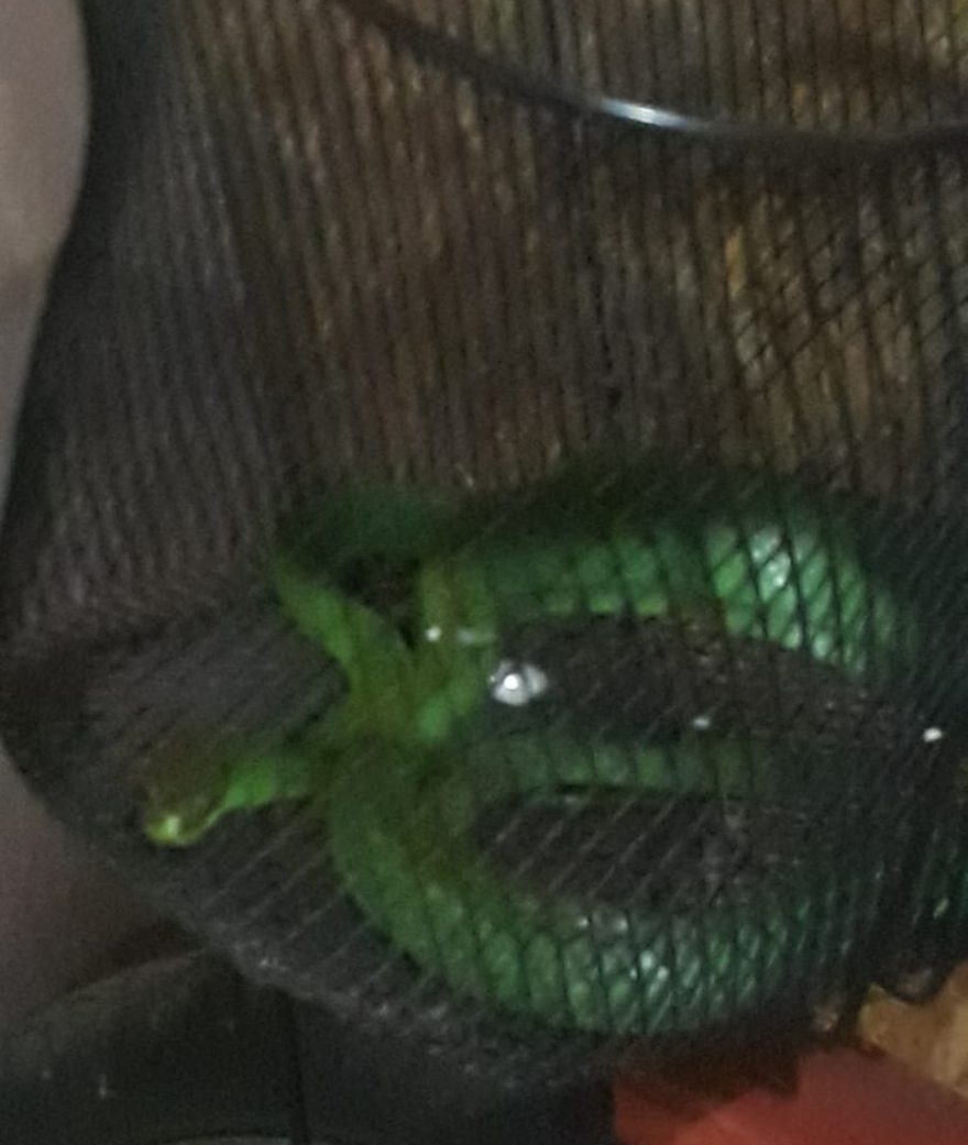 Tem medo? cobra d’água é capturada dentro de residência no Pioneiros Catarinenses