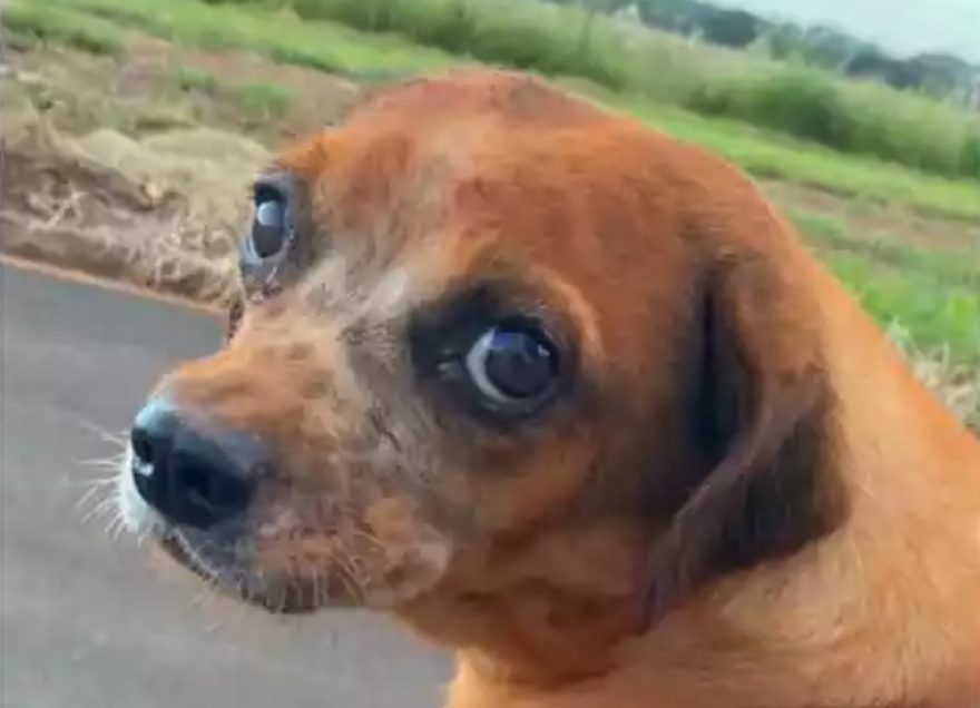 Idosa de 82 anos é presa por enterrar cadela viva