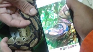 Serpente píton é retirada do Parque Nacional da Tijuca, no Rio