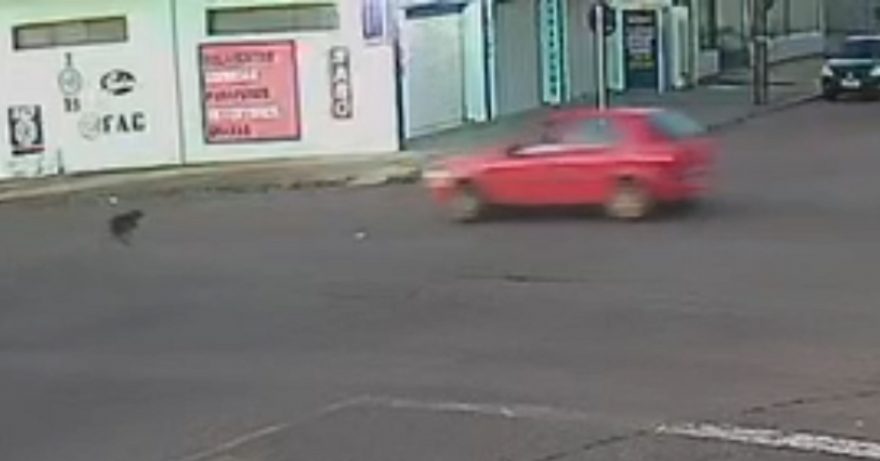 Câmera flagra cachorro sendo atropelado em Cascavel
