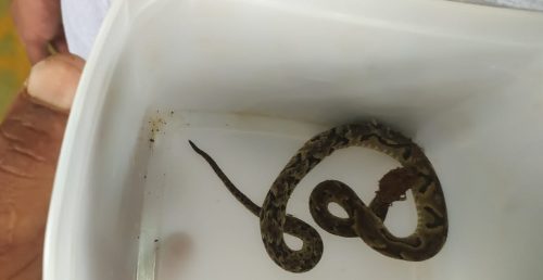 Homem busca atendimento na UPA após ser picado por cobra