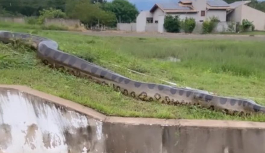 Sucuri gigante é filmada em bairro urbano de Bonito (MS)